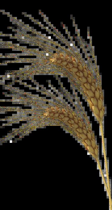 wheat